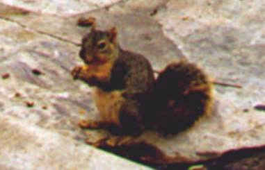 Ground Squirel